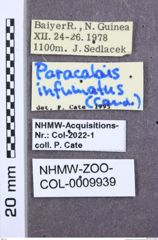 Etiketten zu Anthracalaus westermanni (NHMW-ZOO-COL-0009939)